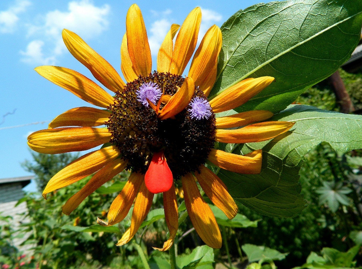 nahaufnahme natur sommer flora blatt blume garten im freien hell schön wachstum farbe schließen blütenblatt