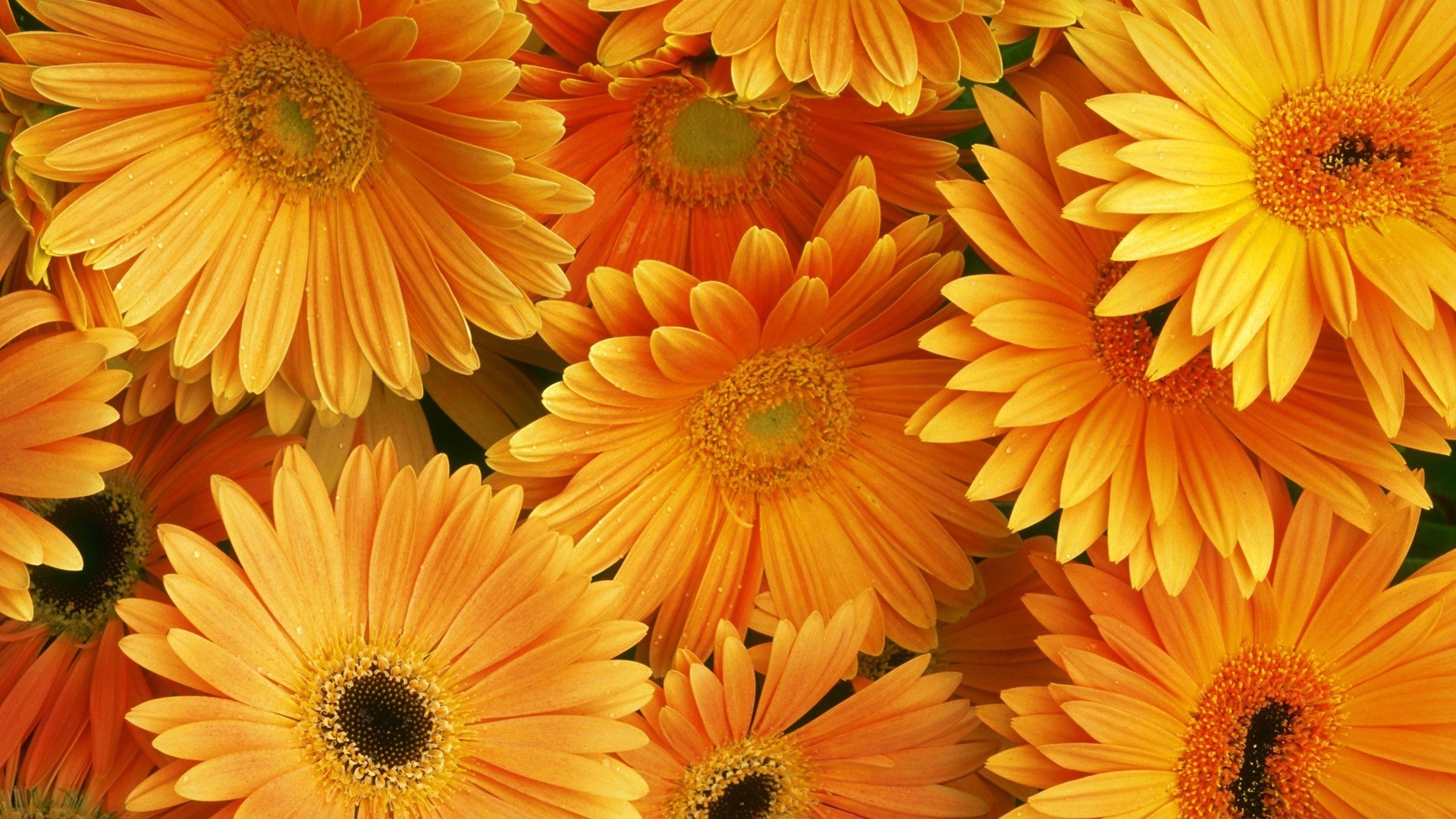 Yellow flowers - Phone wallpapers