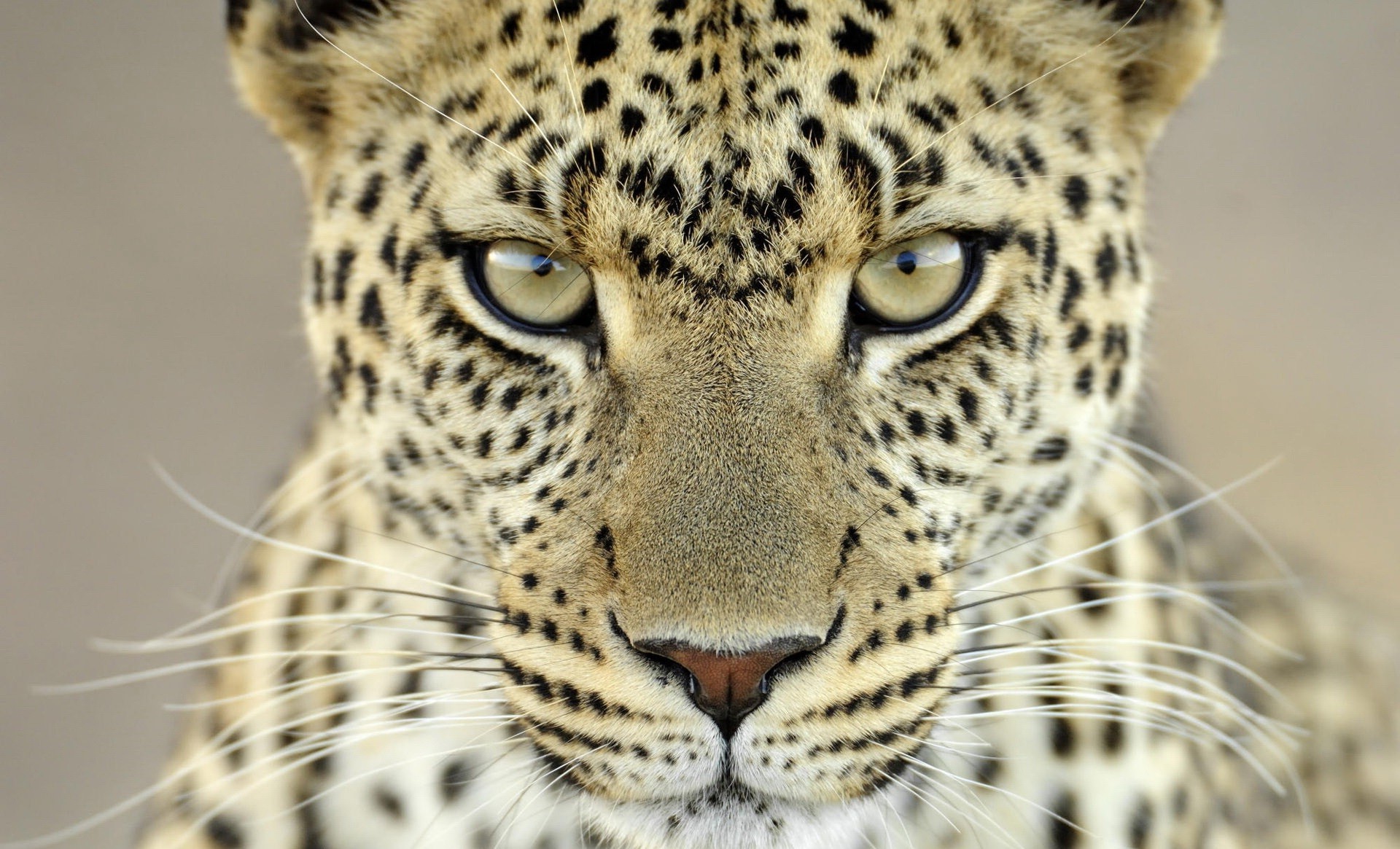 leoparden katze säugetier tierwelt tier raubtier leopard gepard jäger fell fleischesser safari zoo porträt auge wild