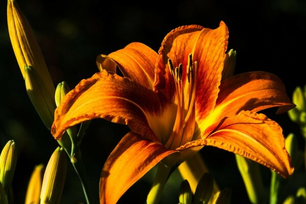 Lily primer plano naranja