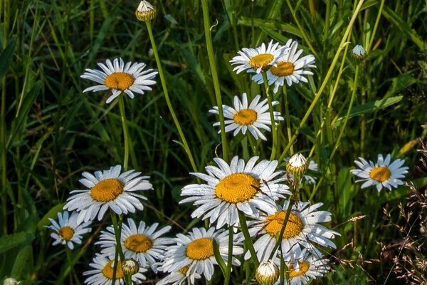 Daisies in the field and green grass