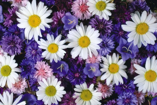 Summer bouquet. Daisies and cornflowers. Flora