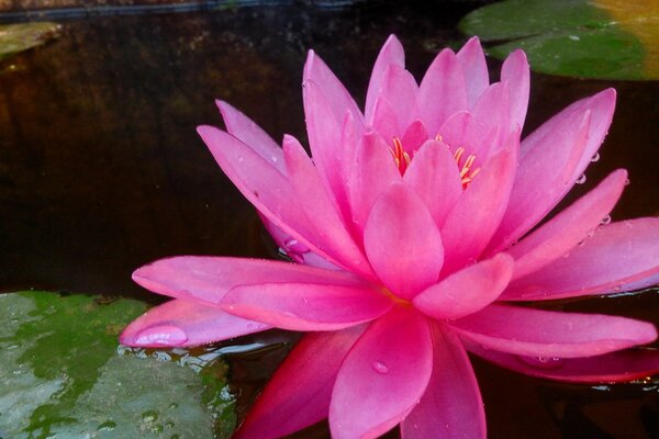 A beautiful and bright flower in the water