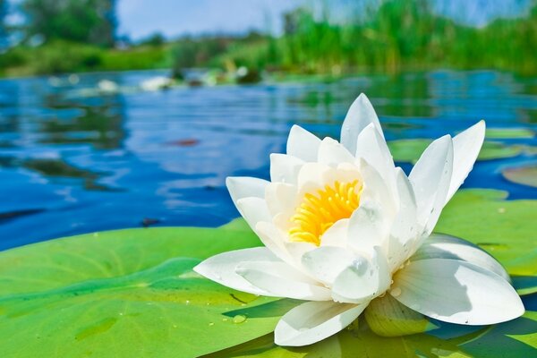 Virgin -white lily on a calm river