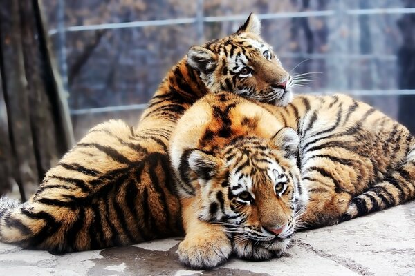 Two tigers sleeping together