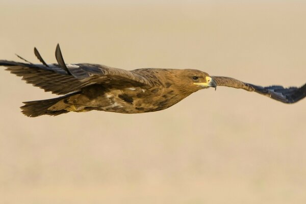 Stolzer Vogel in himmlischer Weite