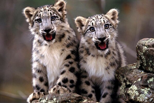 Cheetah offspring close-up