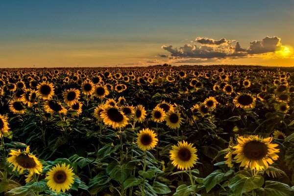 Sommerfeld der schönen Sonnenblumen