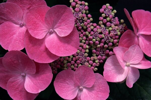 Increíbles flores de color rosa