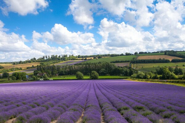 Campo viola, cielo blu e distese verdi