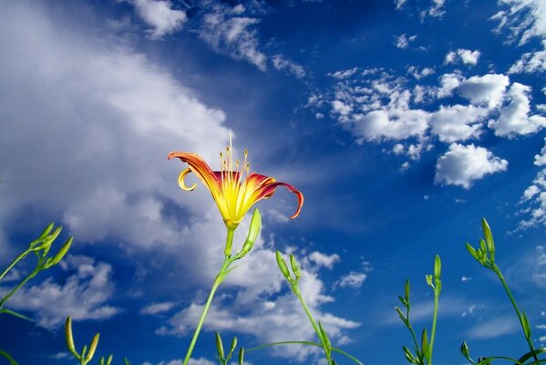 Blume auf dem Hintergrund des blauen Himmels, der durch Wolken bedeckt ist