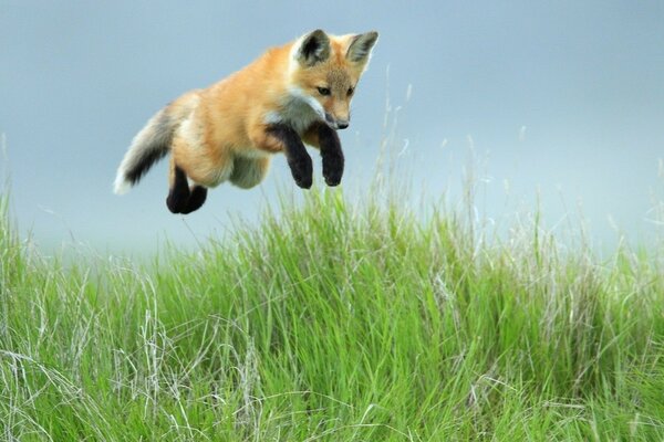 The fox is chasing its prey