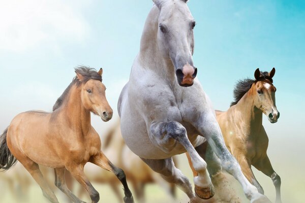 Chevaux sauvages en cours d exécution et étalon