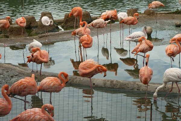 Muitos flamingos cor-de-rosa estão na água