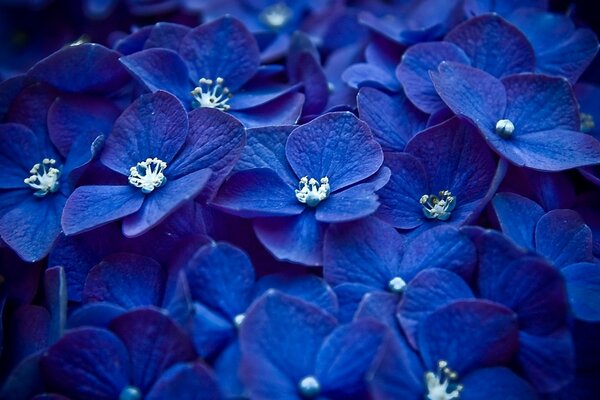 Violettes bleues avec pistils blancs