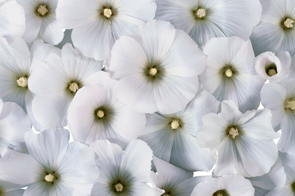 सफेद फूलों के बहुत सारे