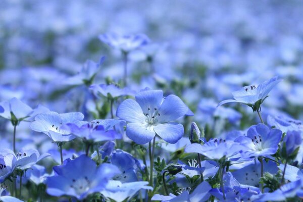 Las flores celestiales son un estado de ánimo increíble