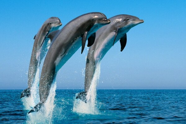 A flock of dolphins frolic in the ocean