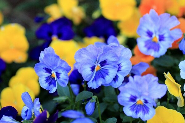 Radura di fiori in natura