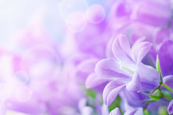 A miracle of nature purple flowers