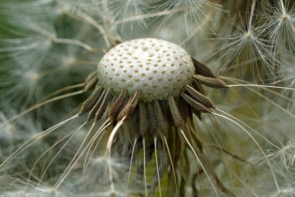 Dandelion seeds close-up