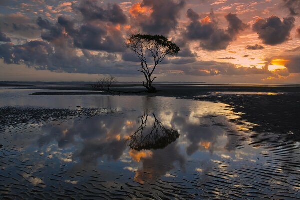 Un arbre solitaire dans le lac