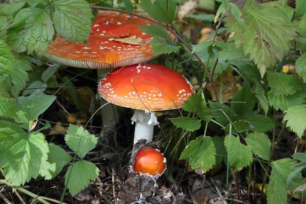 Fly agaric in the forest among blackberry bushes