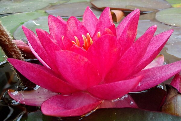 Gran flor de loto rosa en primer plano contra el fondo de las hojas