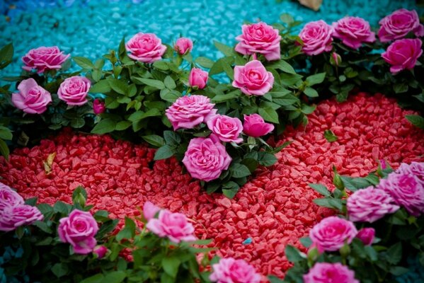 Lush roses in a flower bed with a heart