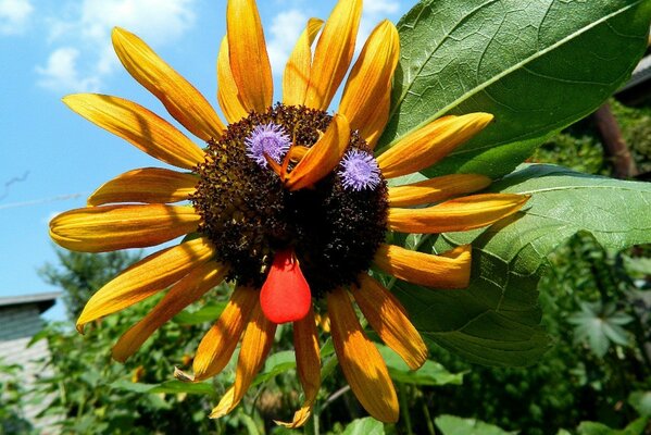 Flower in the form of a muzzle close-up