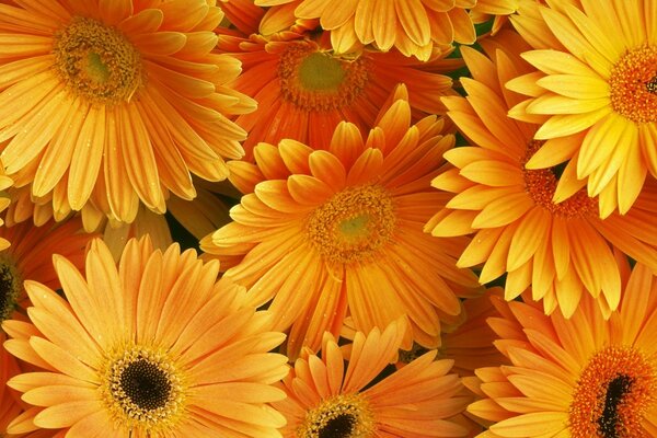 Gerbera naranja como pequeños soles