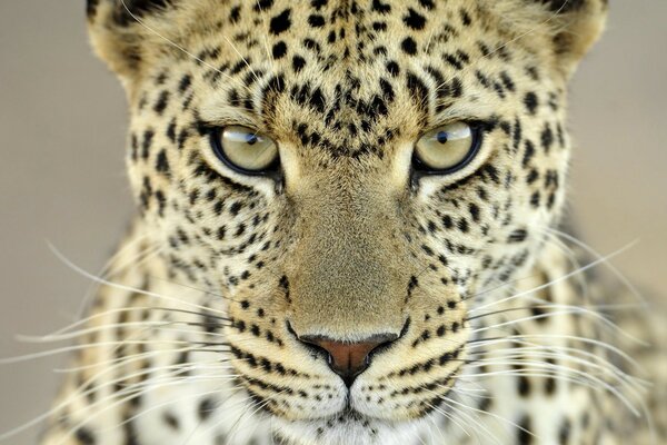 Der Blick des Leoparden schlängelt sich zu Gänsehaut