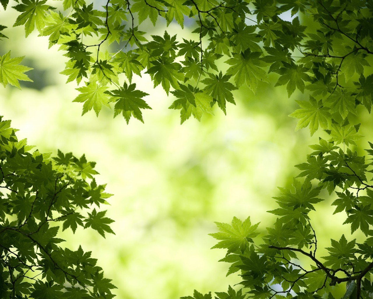 feuilles feuille nature flore été croissance luxuriante lumineux fraîcheur arbre jardin soleil écologie