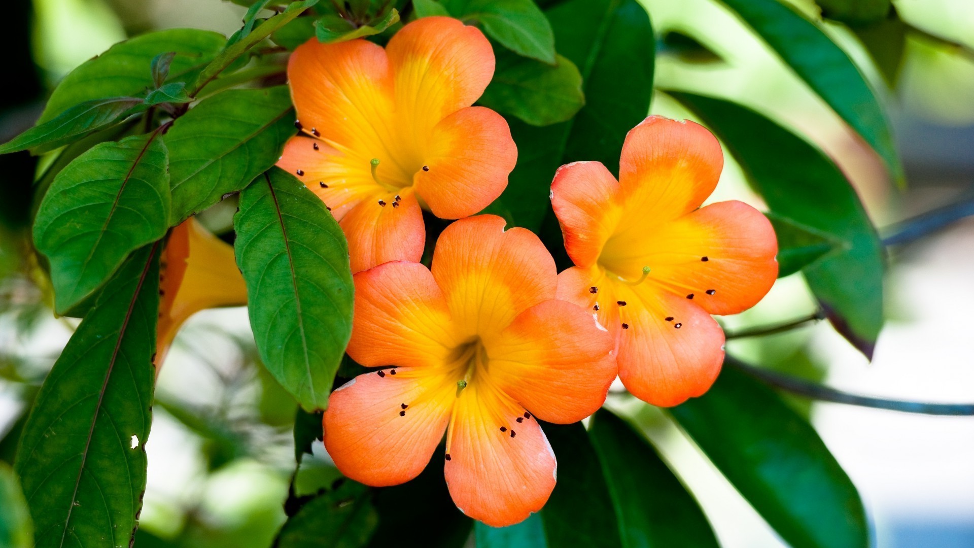 fleurs feuille nature flore jardin tropical été fleur lumineux couleur