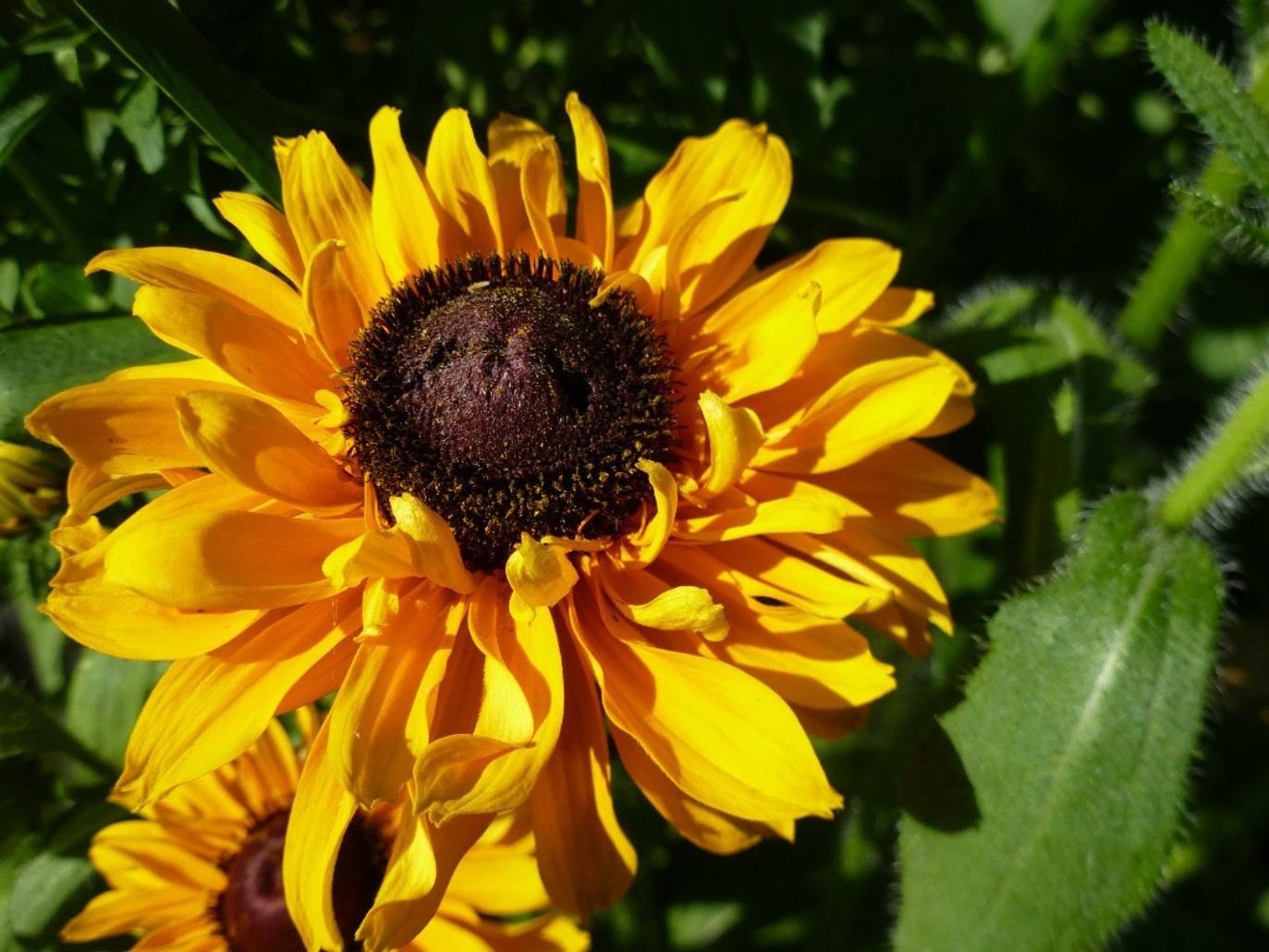 fleurs nature fleur flore été feuille jardin lumineux à l extérieur pollen pétale floral gros plan couleur bluming belle