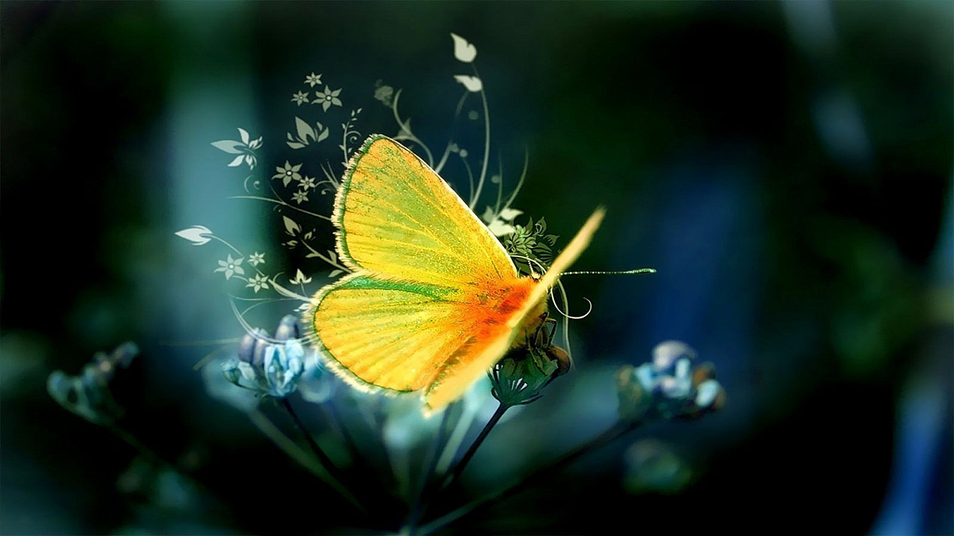 schmetterling insekt natur im freien sommer blume flügel garten farbe flora blatt hell licht sanft desktop wenig schließen motte wirbellose