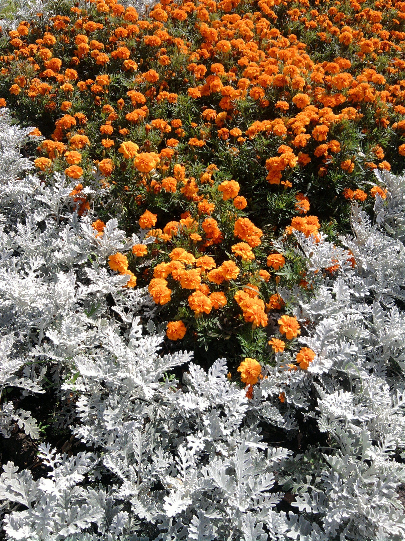 flores flor flora naturaleza hoja estación jardín al aire libre floral bluming crecimiento árbol verano buen tiempo pétalo frescura botánico arbusto campo parque