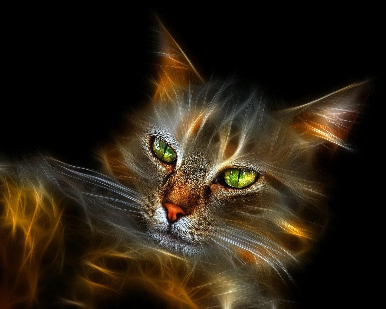 neon gatto gattino animale domestico carino ritratto occhio pelliccia domestico tabby animale mammifero testa capelli divertente