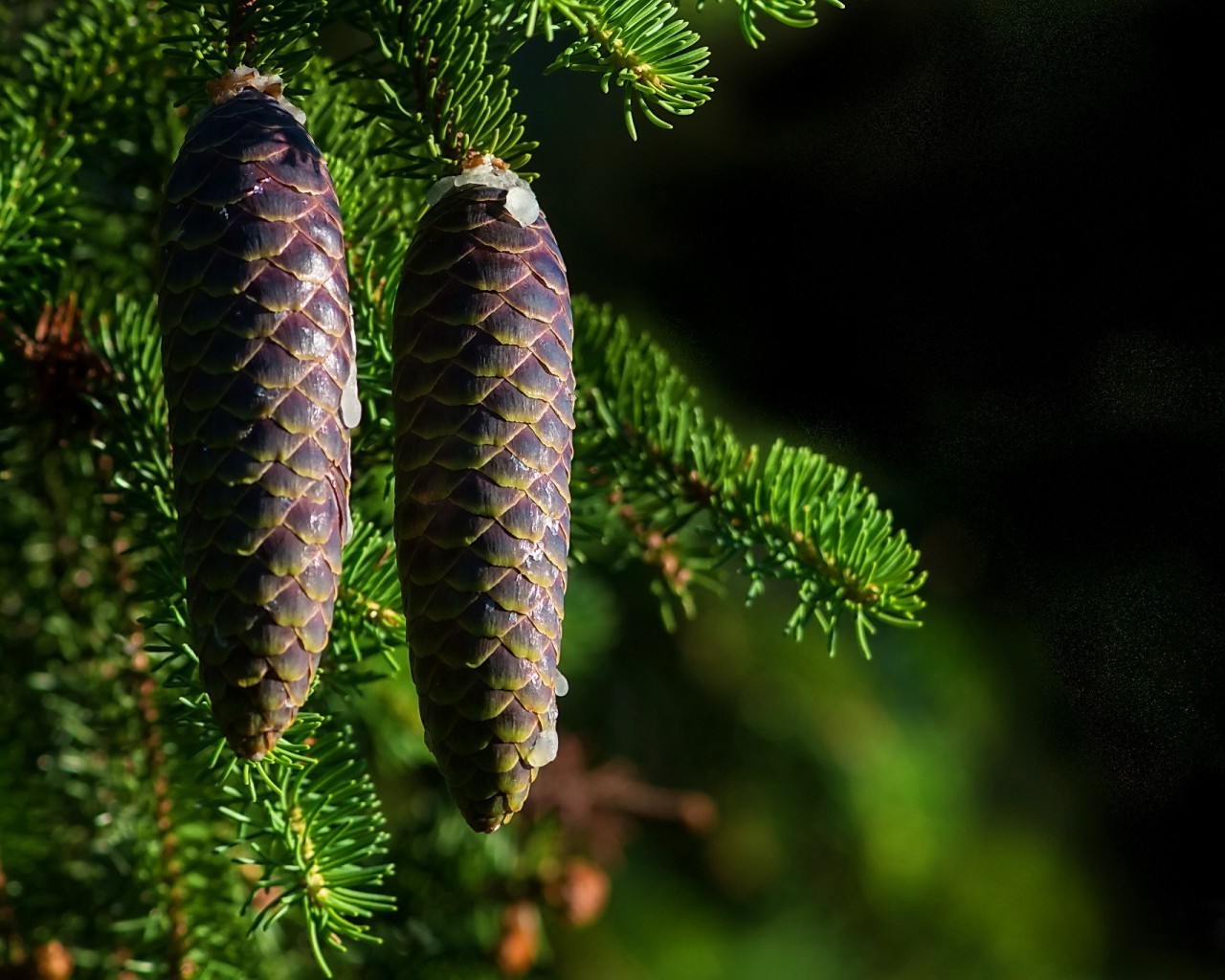 yaz ağaç çam evergreen iğne yapraklı kış köknar konik köknar noel doğa iğne yapraklı şube ahşap yaprak açık havada iğneler flora renk fern