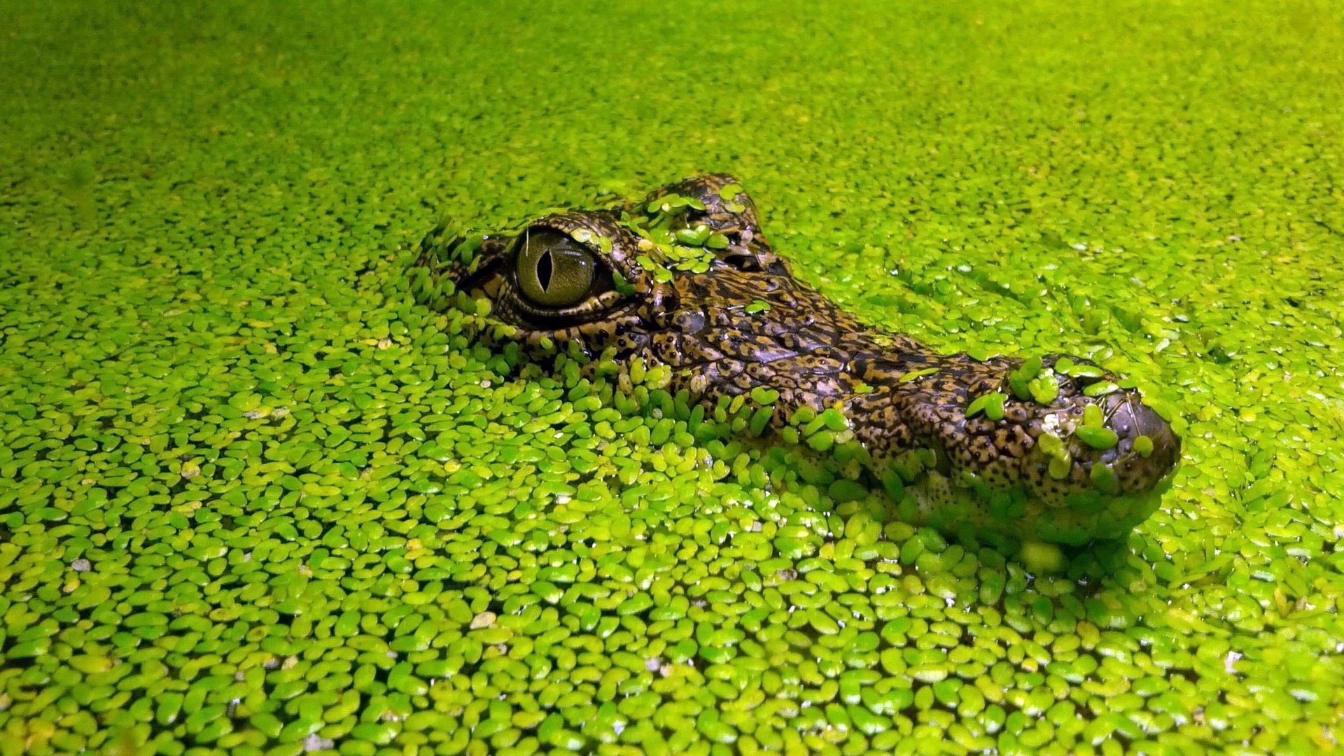 animals nature water flora close-up reptile color outdoors pool desktop garden alligator summer grass park tropical lake wild environment beautiful