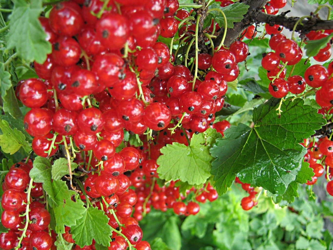 jagody jagoda owoce jedzenie zdrowe słodycze liść soczyste pyszne natura porzeczki kupa dieta pastwisko zdrowie ogród odżywianie lato kwaśne pyszne