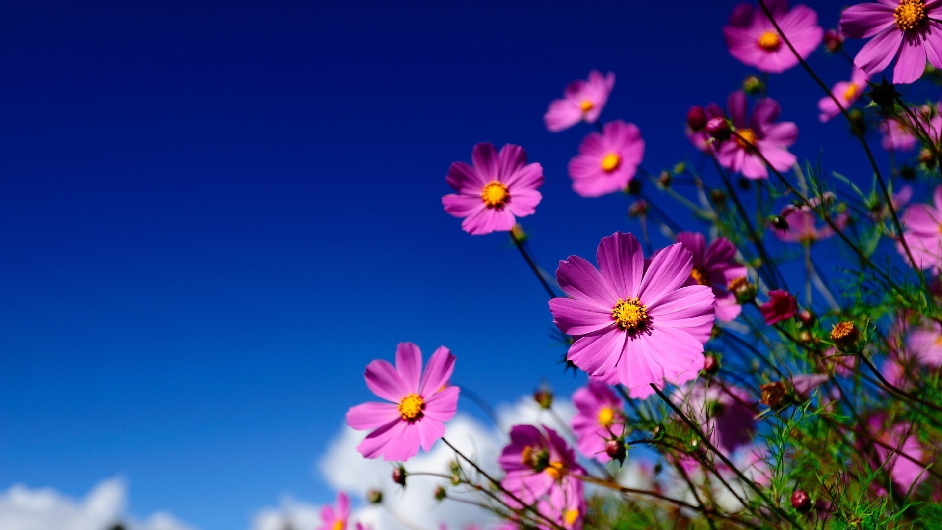 flowers flower nature summer flora color bright petal blooming garden