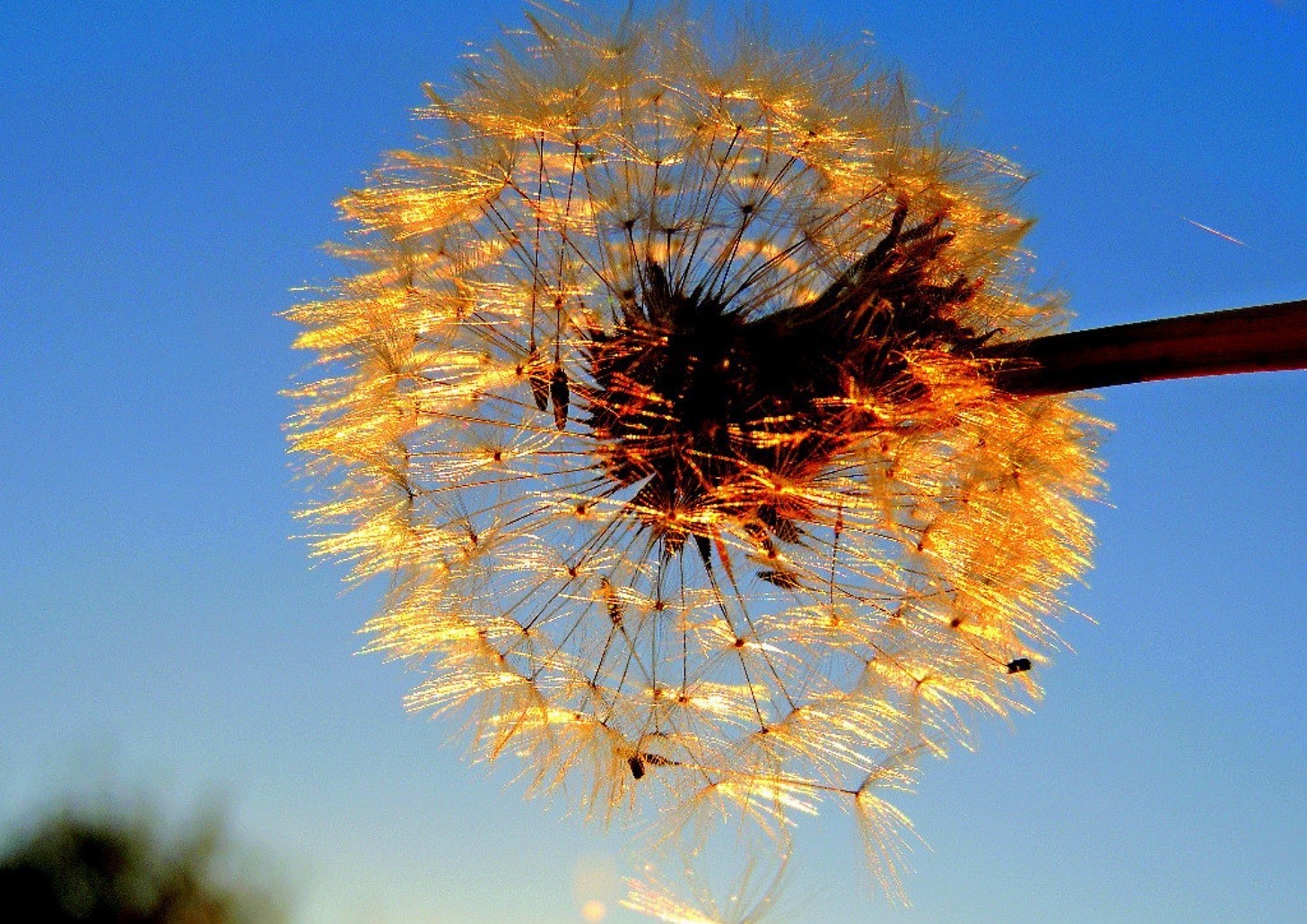 flowers sky nature flower flora summer outdoors dandelion bright tree color growth sun fair weather close-up blue sky