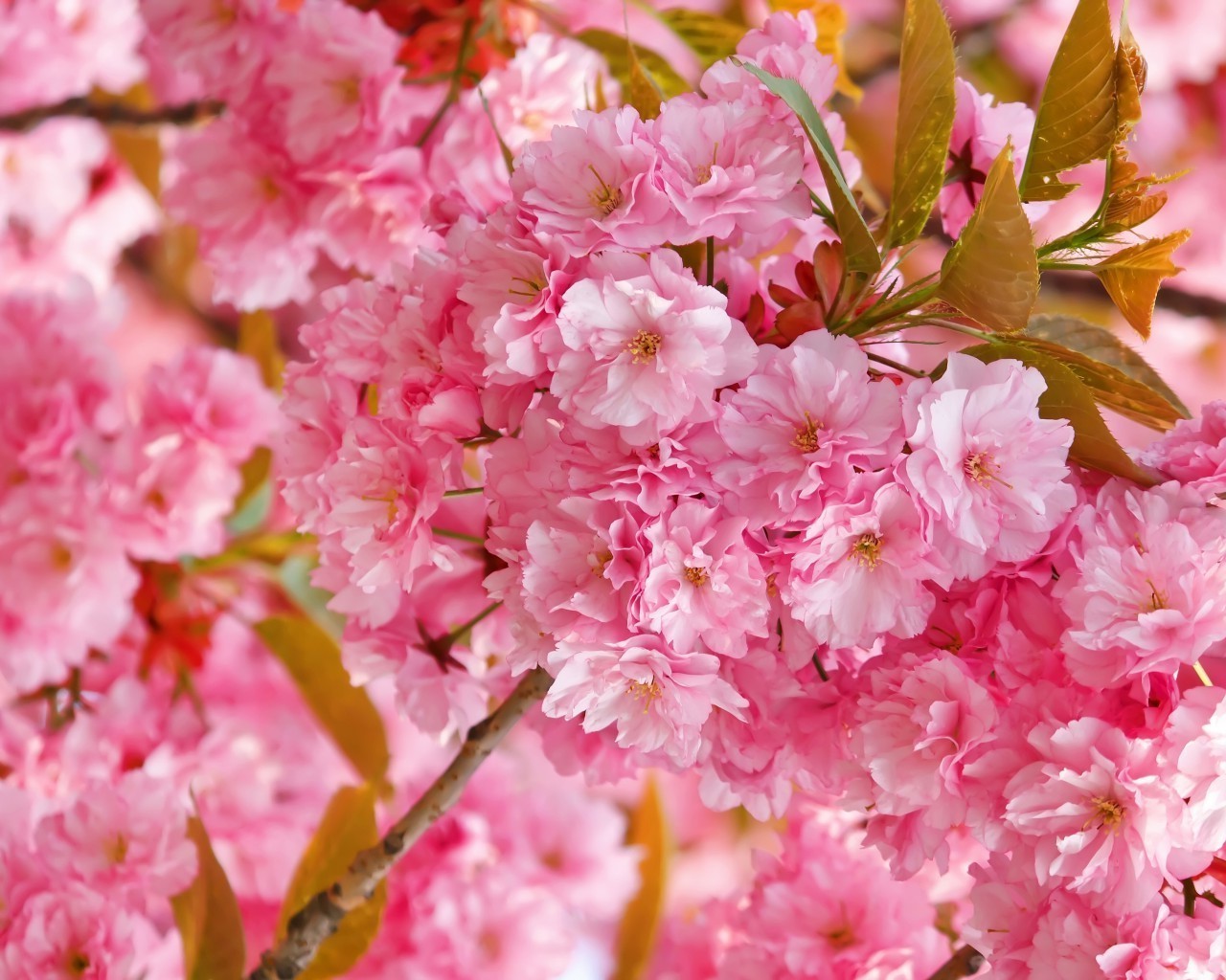 fiori fiore ciliegio flora natura giardino petalo ramo fiore floreale foglia brillante stagione estate albero delicato colore compagno primavera arbusto