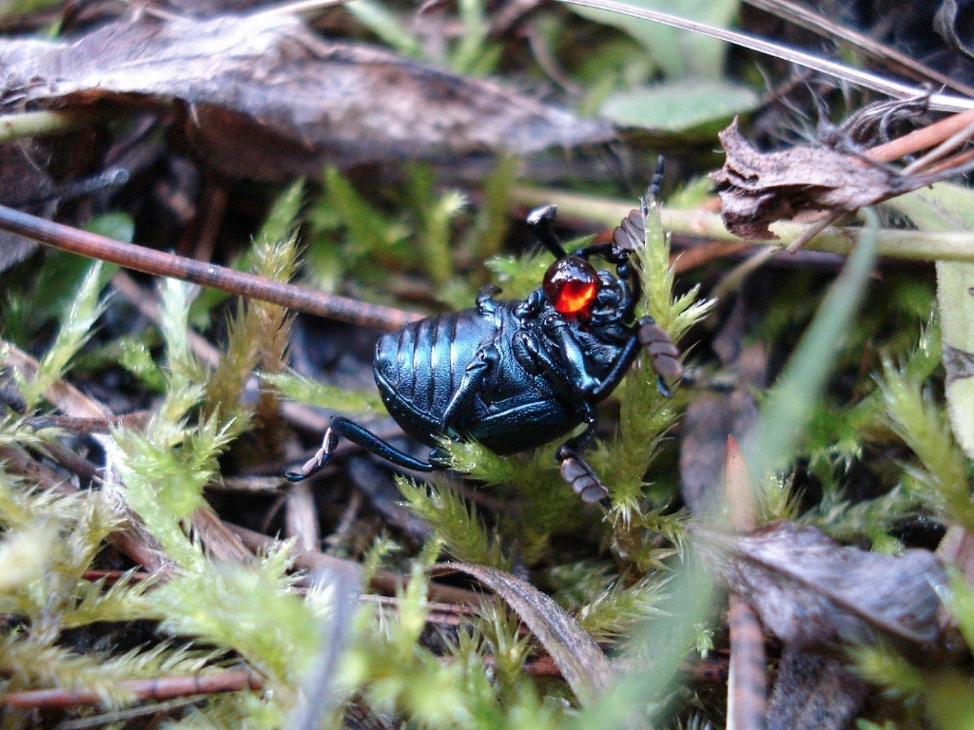 beetle nature insect little wild wildlife outdoors close-up environment animal wood flora