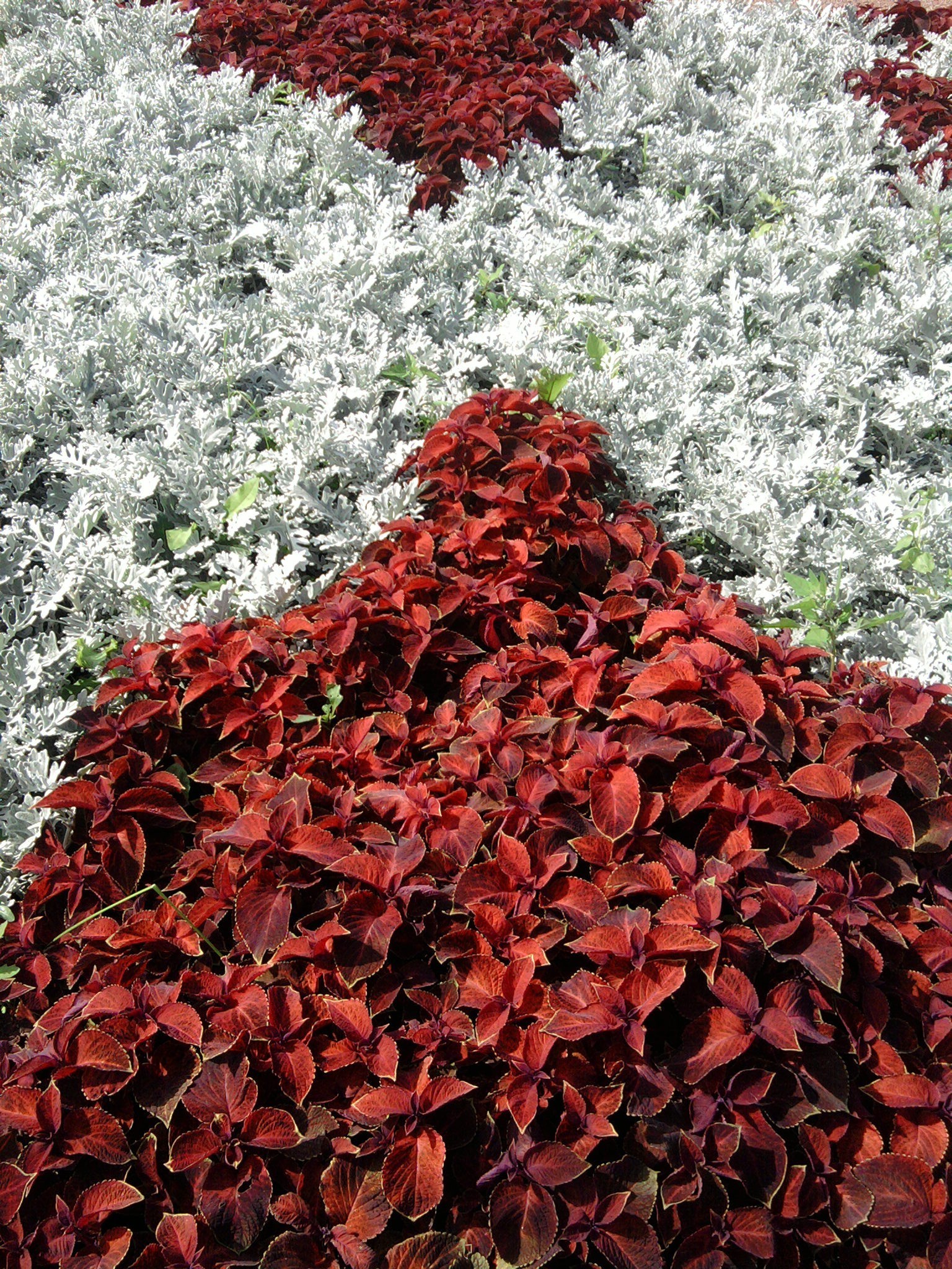 fleurs feuille fleur ivy flore nature modè le jardin texture arbuste bureau à l extérieur croissance saison décoration