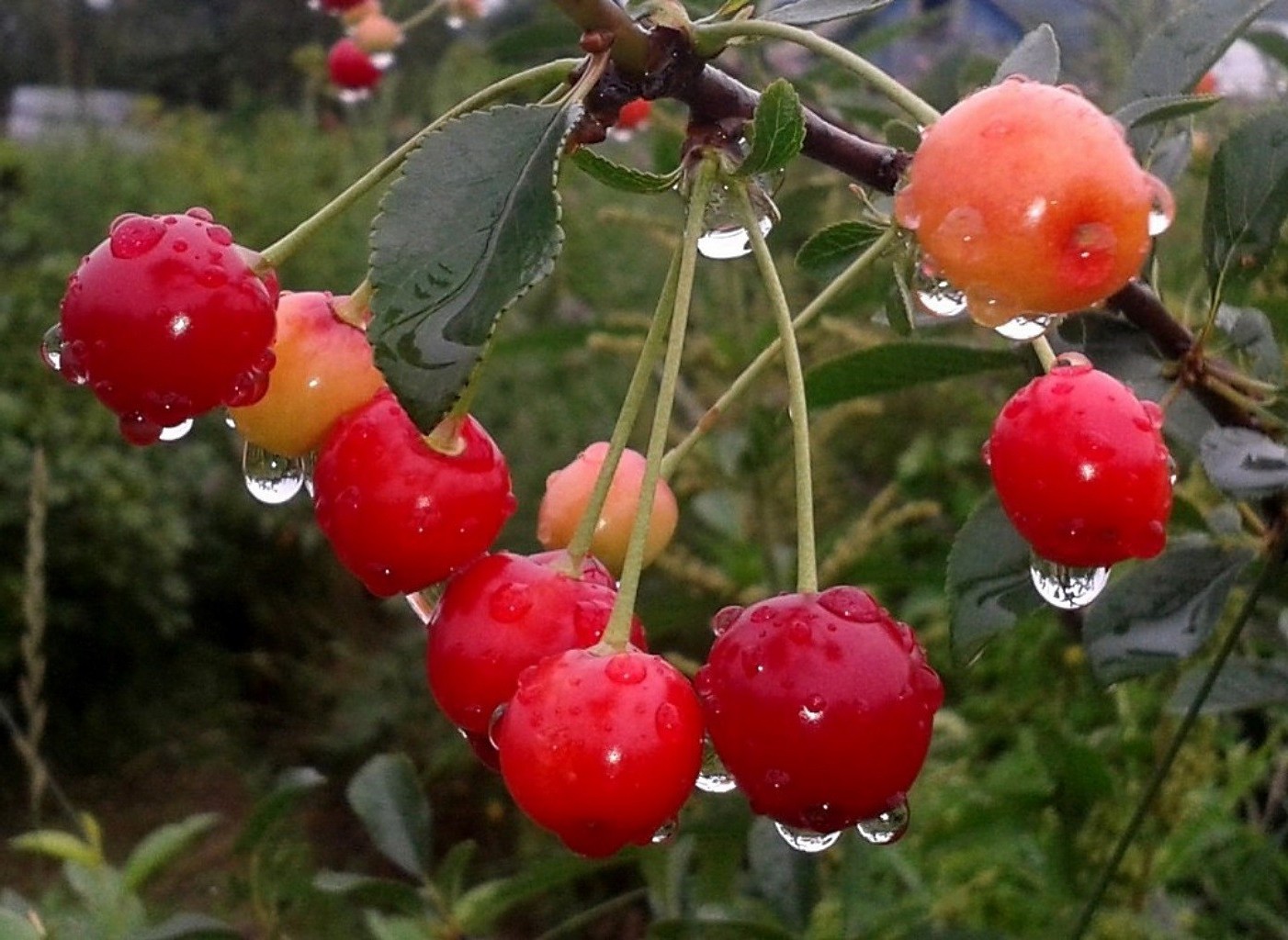 bayas fruta comida naturaleza hoja baya pasto jardín jugoso cereza crecer confitería verano delicioso árbol rama saludable