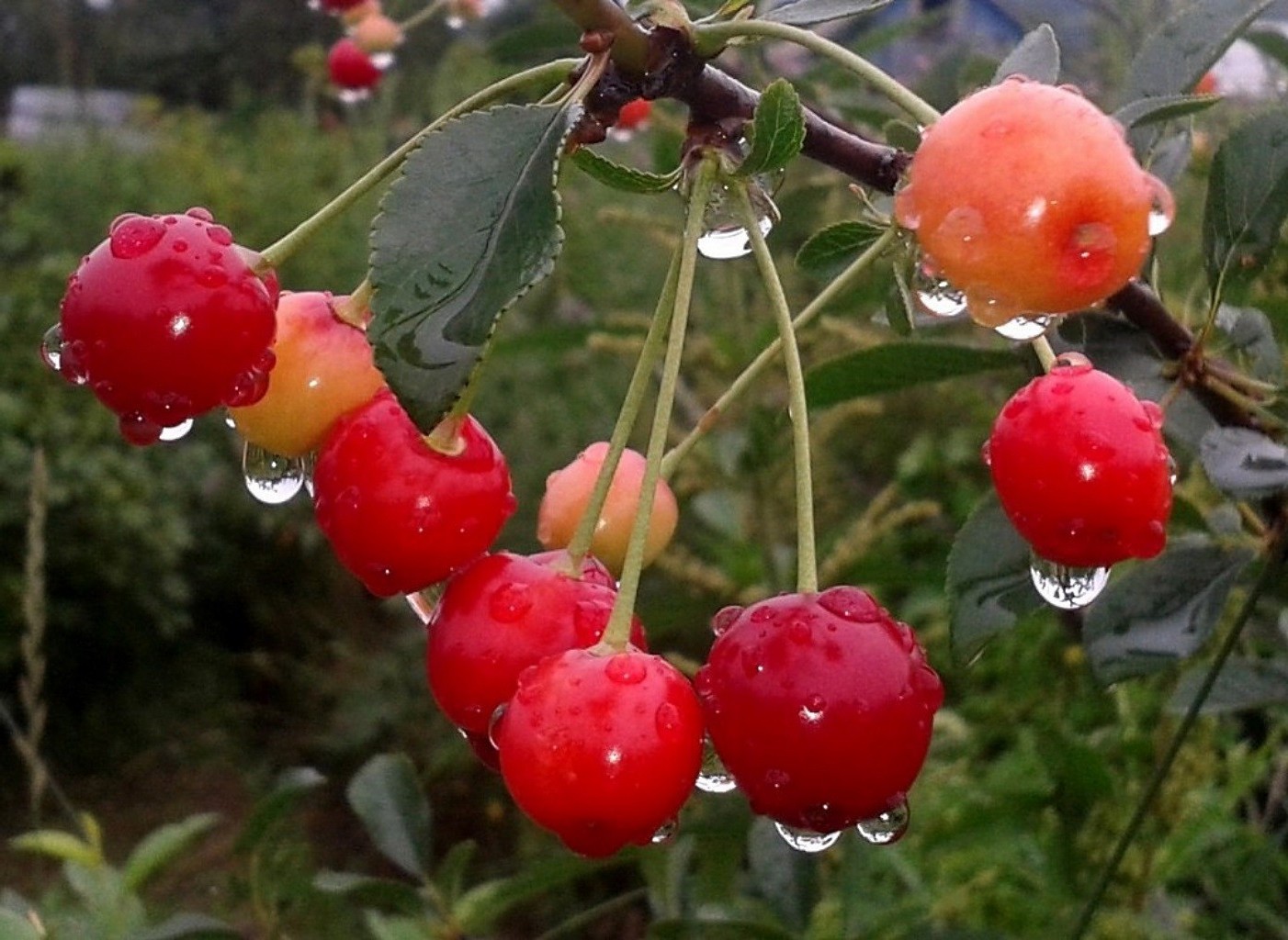 Потом ягодка начнет увеличиваться багроветь затем синеть. Ягоды после дождя. Вишня после дождя. Ягоды вишни после дождя. Ягоды дачные дачные.