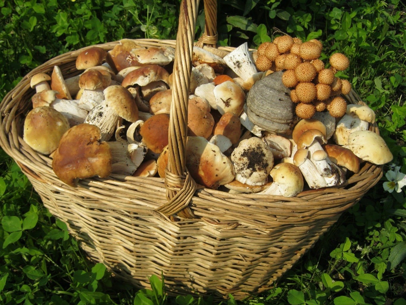 champignons panier alimentaire en osier champignon bois champignon nature grandir automne pâturage légume fruits comestibles en bonne santé groupe en bois alimentaire régime alimentaire beaucoup