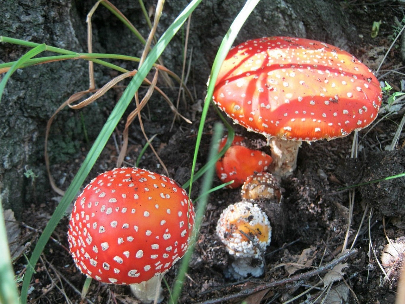 champignons champignon champignon champignon champignon nature automne venin toxique saison sauvage bois comestible herbe à l extérieur nourriture bore croissance couverture feuille